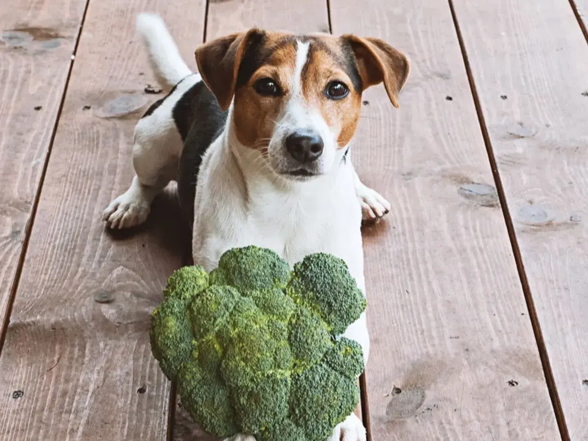 Jack Russell Terrier leży obok brokuła, zastanawiając się, czy psy mogą jeść brokuły.