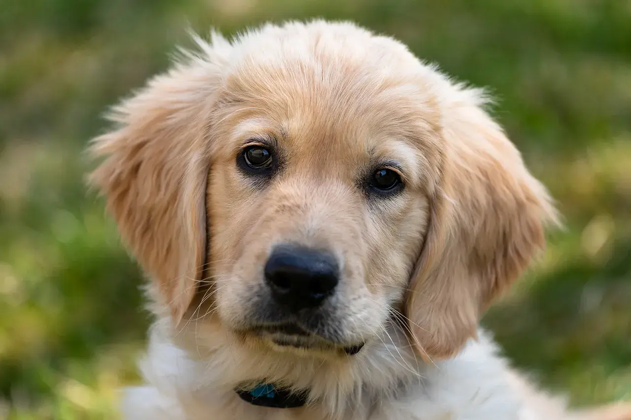 Uroczy szczeniak golden retriever z bujnymi, złotymi włosami, patrzący wprost na Ciebie.