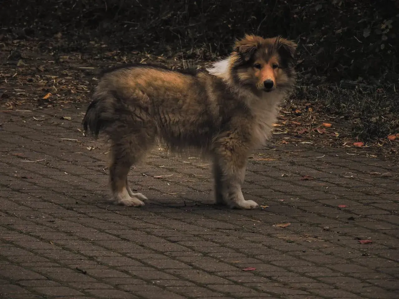 Pies rasy collie na ścieżce, zaniepokojony, być może z powodu bulgotania w brzuchu i wodnistej biegunki.