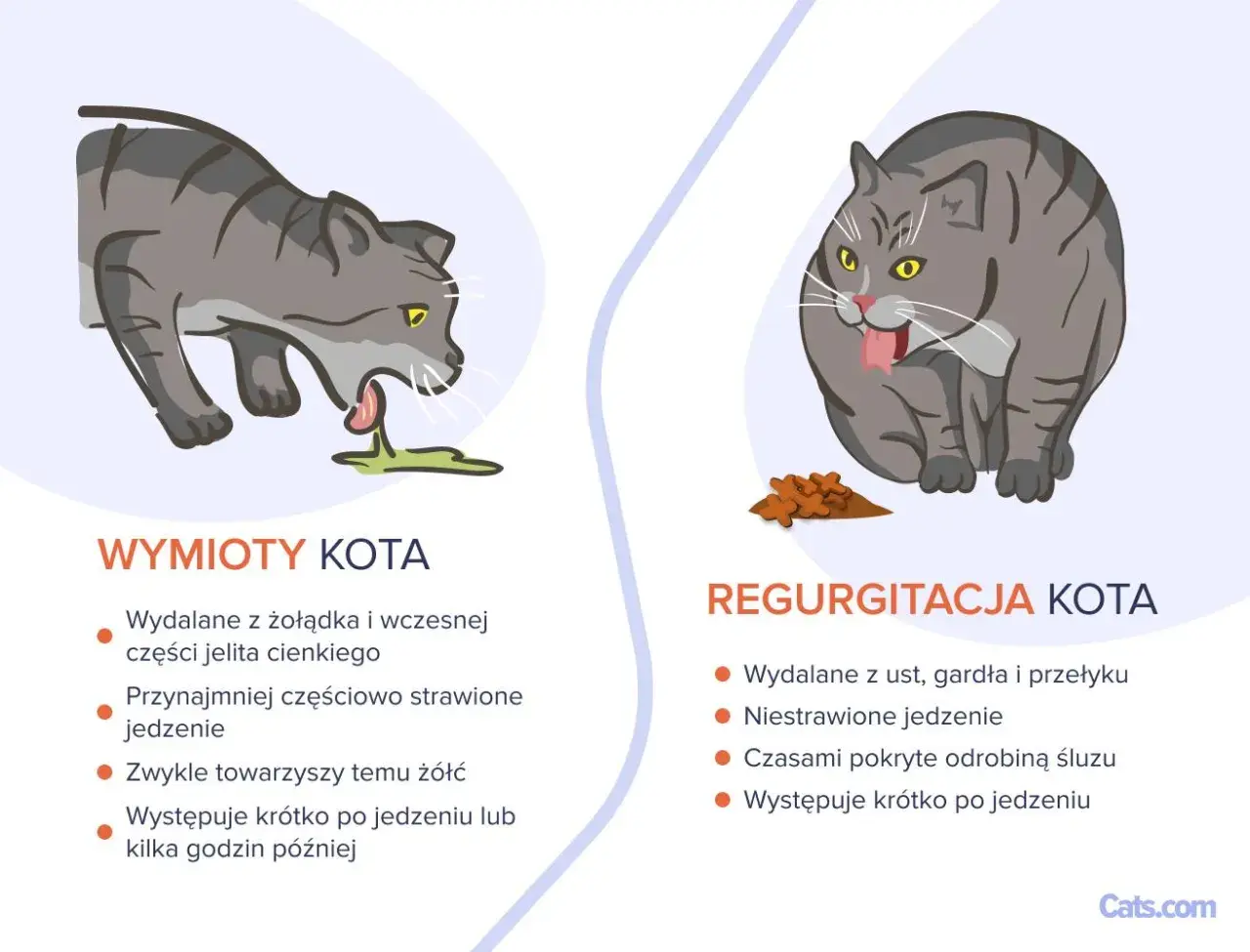Kot wymiotuje niestrawionym jedzeniem, co widać po zielonej wydzielinie. Obok kotek przełyka pokarm, który nie został strawiony.