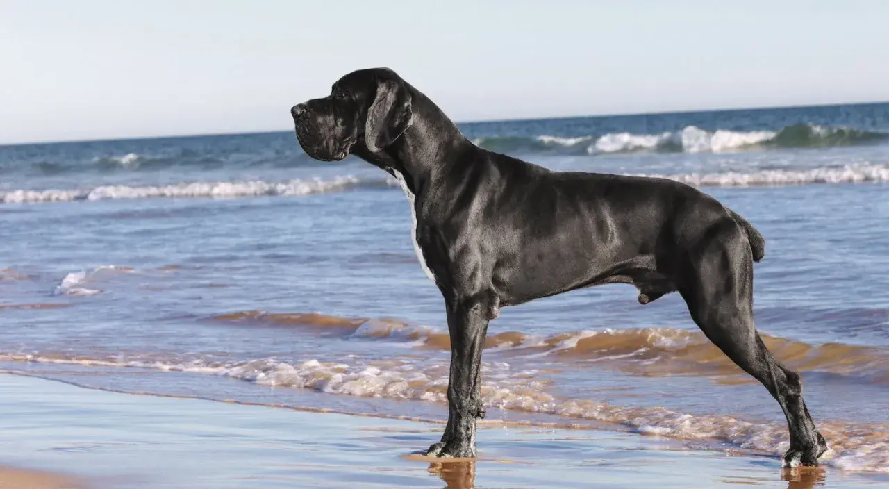 Czarny dog niemiecki na plaży. Ile żyje dog niemiecki? Średnio 8-10 lat.