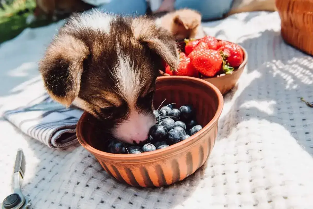 Szczeniak Corgi bada miseczkę z borówkami, zastanawiając się, czy psy mogą jeść borówki. Obok miska z truskawkami.