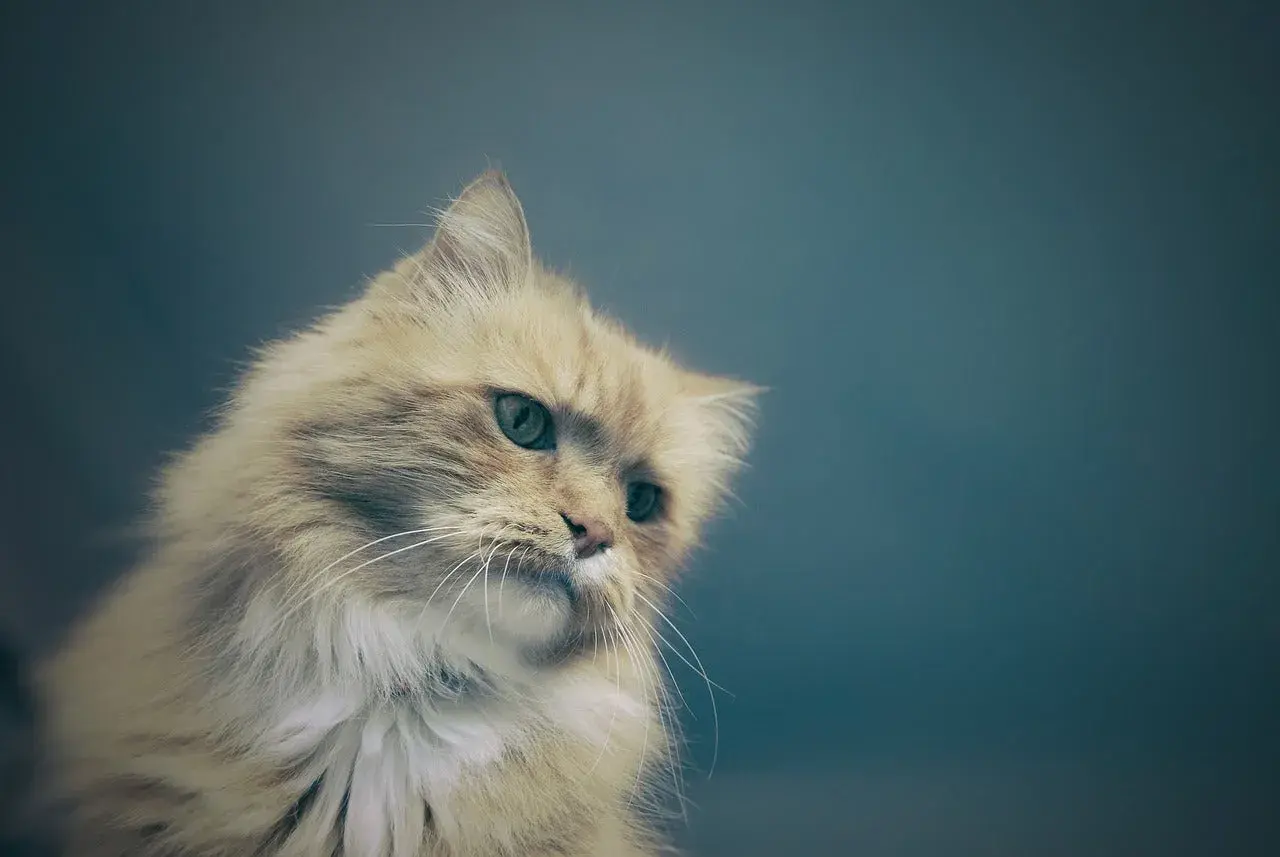 Puszysty rudy kot z zielonymi oczami, wygląda jakby dużo pił i teraz zastanawia się nad życiem.