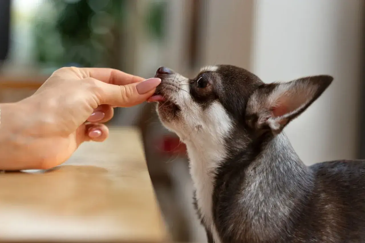 Chihuahua zjada przysmak z ręki. Może to być karma lub lek, np. pyralgina dla psa, podana w formie smakołyku.