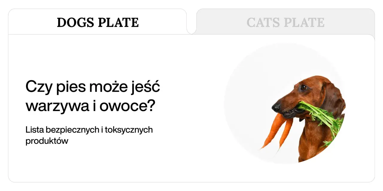 Jamnik z marchewką w pysku. Dowiedz się, jakie warzywa dla psa są bezpieczne, a jakie toksyczne.