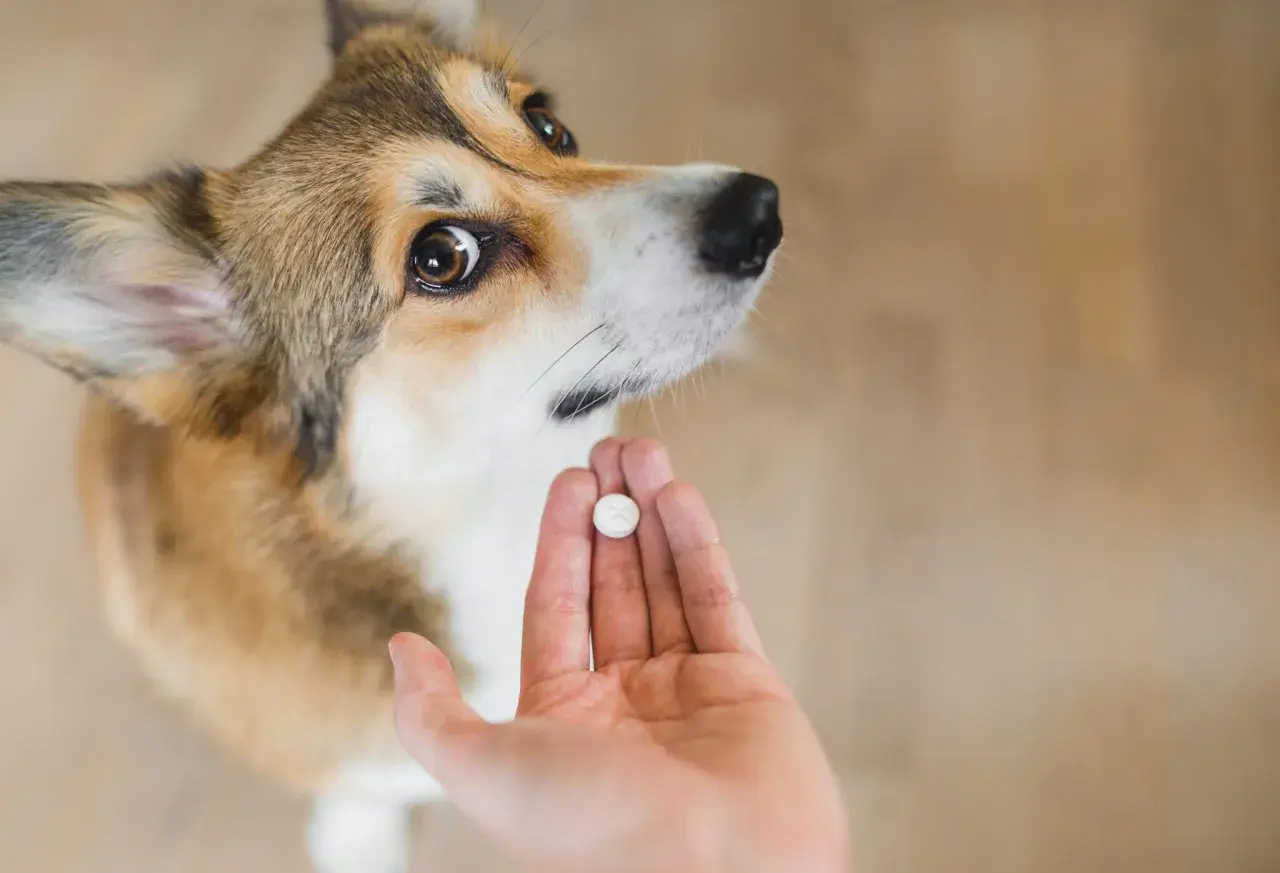 Corgi patrzy na tabletkę. Zastanawiasz się, po jakim czasie działa tabletka na odrobaczenie psa?