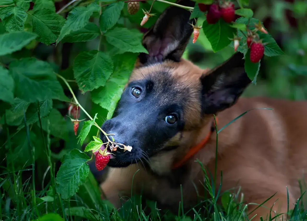 Szczeniak malinois próbuje maliny prosto z krzaka. Czy pies może maliny? Ten maluch chyba tak!