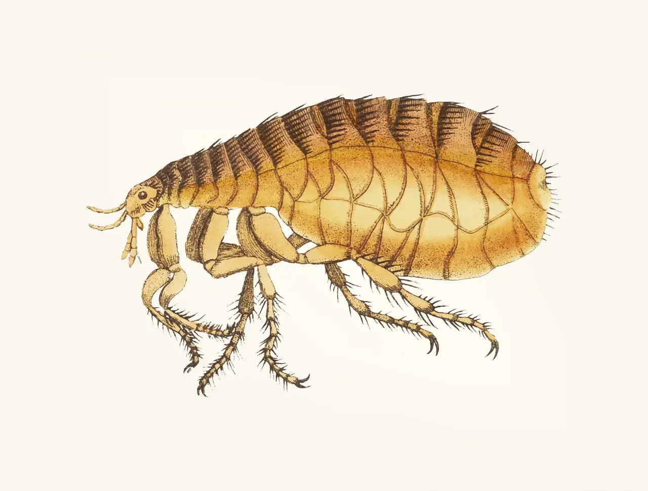 Ilustracja przedstawia pchłę, która może być pchłą psią u człowieka. Ma ona brązowo-żółty pancerz i sześć nóg.