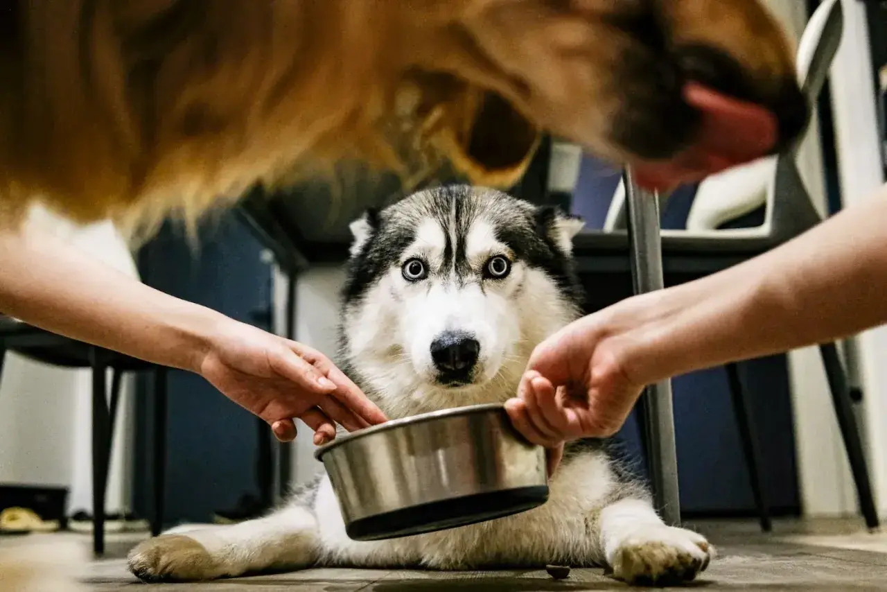 Siberian husky z niebieskimi oczami czeka na jedzenie. Dwie ręce trzymają miskę, a nad nim wisi inny pies. Ile nospy dla psa 10 kg?