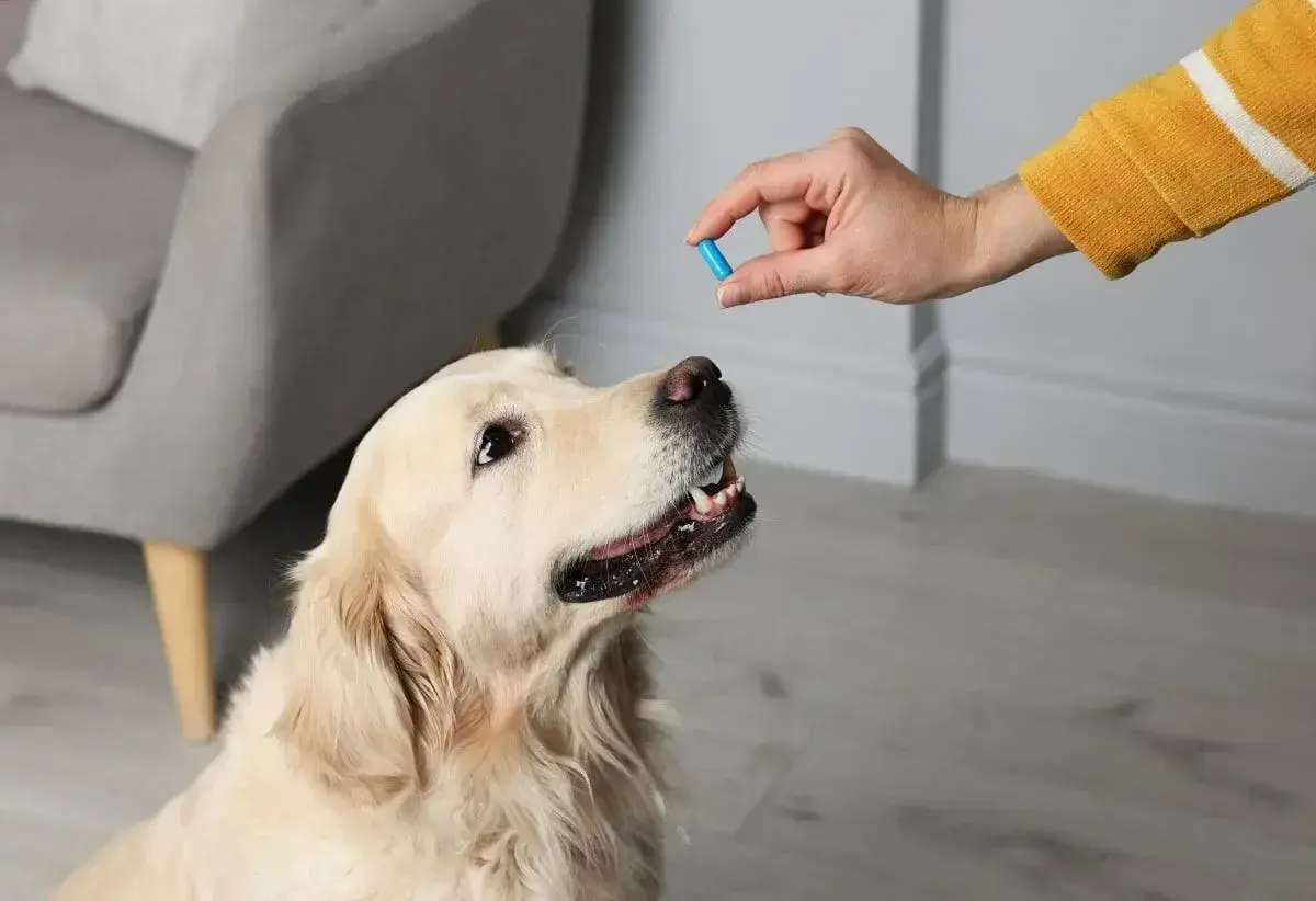 Złoty retriever czeka na tabletkę. Właściciel podaje mu ludzkie leki na wątrobę dla psa, by poprawić jego samopoczucie.