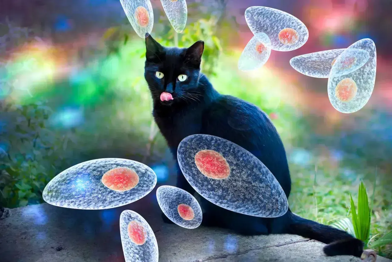 Czarny kot otoczony przez pasożyty Toxoplasma gondii. Ilustracja przedstawia zagrożenie toksoplazmozą u kota.
