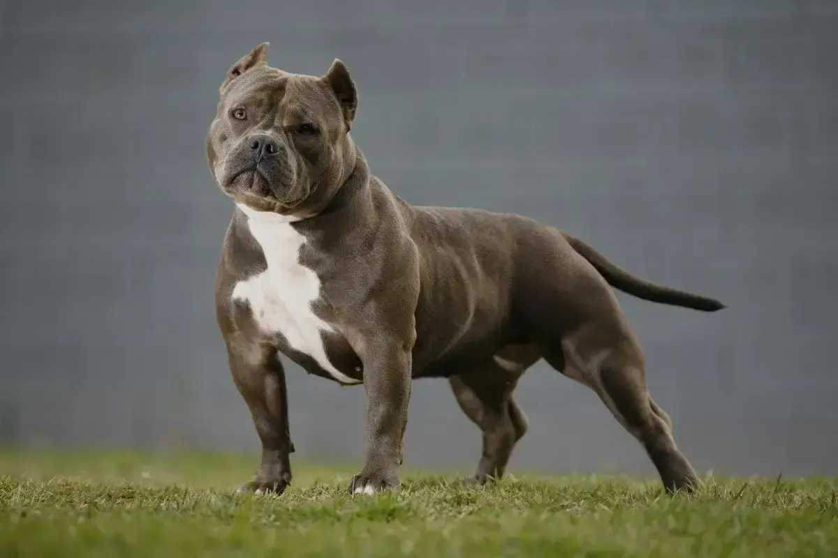 Potężny american bully standard, szary z białym znaczeniem na klatce piersiowej, stoi na trawie.