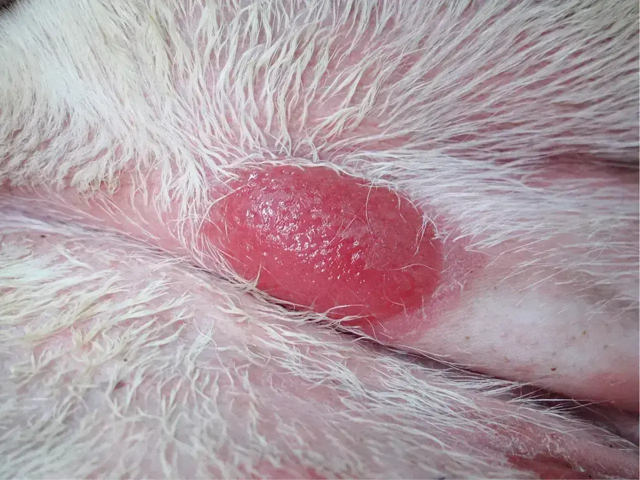 Czerwona, wypukła zmiana skórna u psa, prawdopodobnie histiocytoma, otoczona białym futrem.