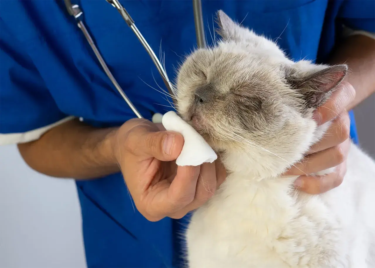 Wet nose of a cat being cleaned by a vet. The question of ile trwa koci katar jest ważna dla właścicieli.