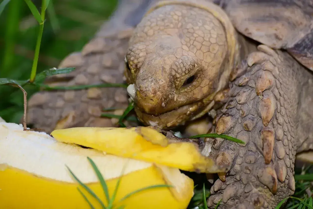 Żółw zajada się bananem. Widać, co jedzą żółwie, gdy mają dostęp do owoców.