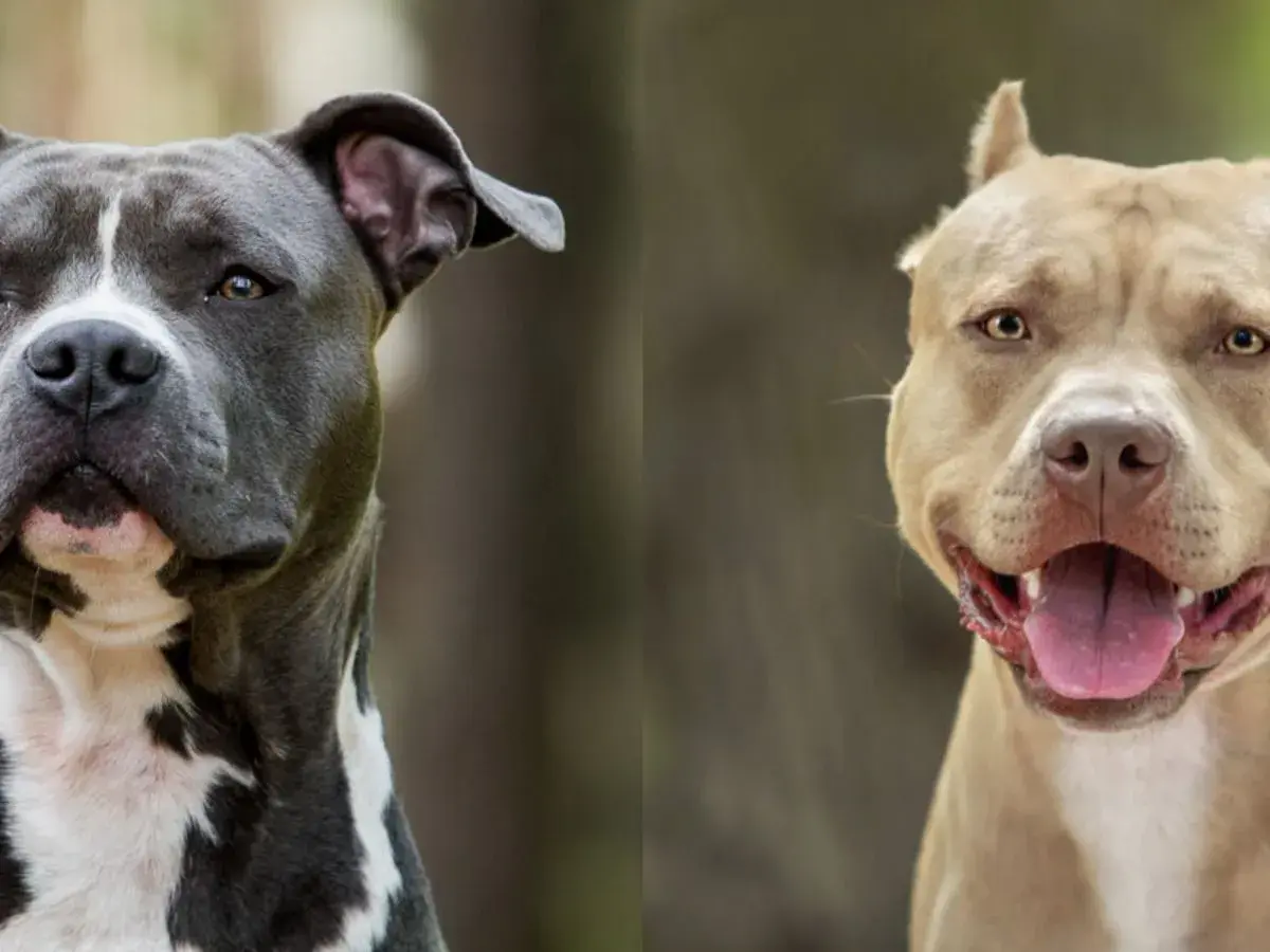 Dwa psy rasy pitbull, jeden szary z białymi znaczeniami, drugi beżowy, patrzą w obiektyw.