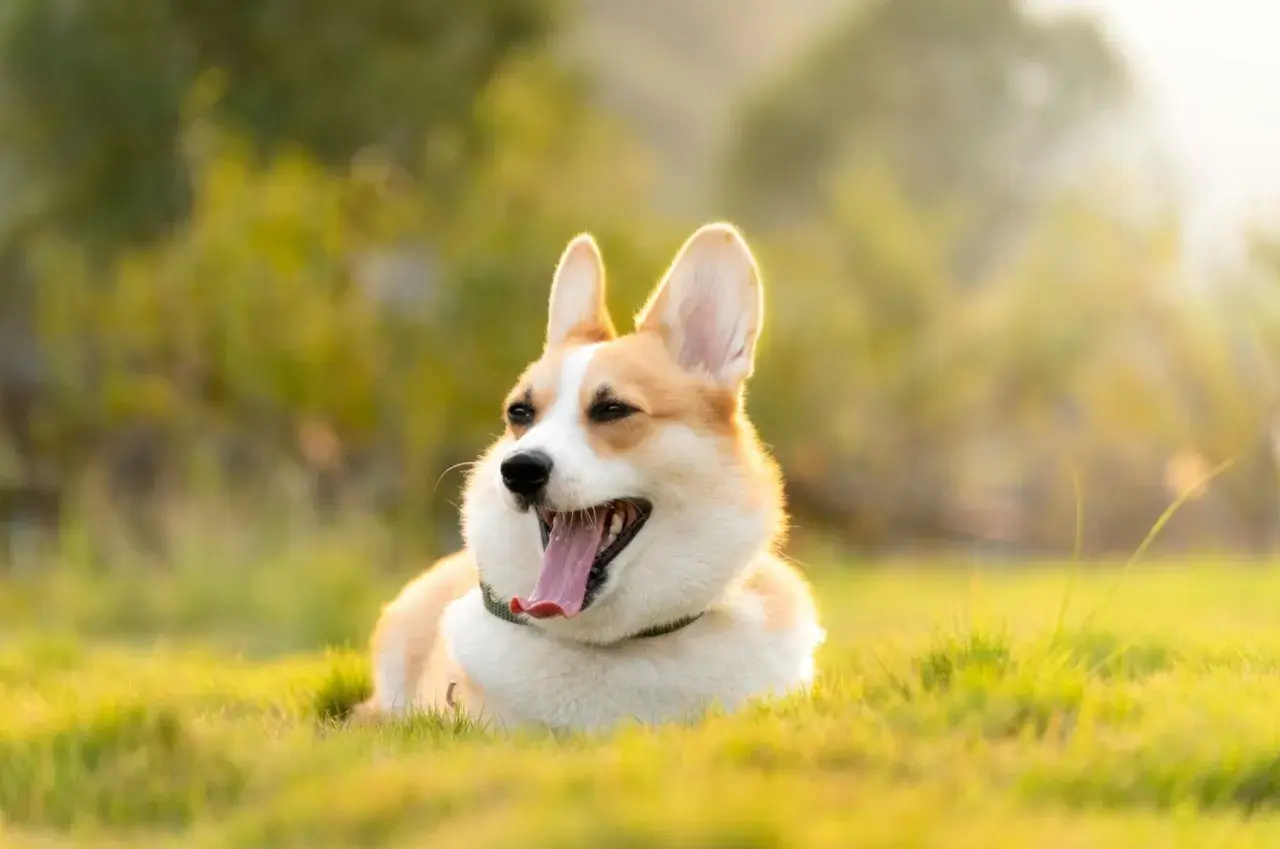Szczęśliwy corgi leży na trawie w słońcu. Corgi ile żyje? Średnio 12-15 lat, ale ten wygląda na wiecznie młodego!