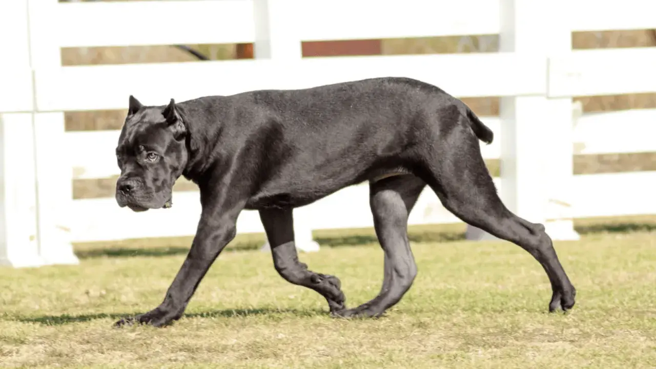 Czarny pies rasy cane corso, o lśniącym futrze, spaceruje po trawie. W tle białe ogrodzenie.