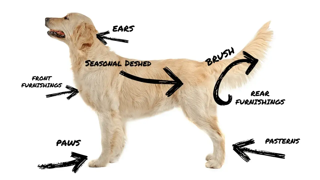 Golden retriever ma gęste, złociste włosy. Strzałki wskazują na uszy, sierść, ogon i łapy.