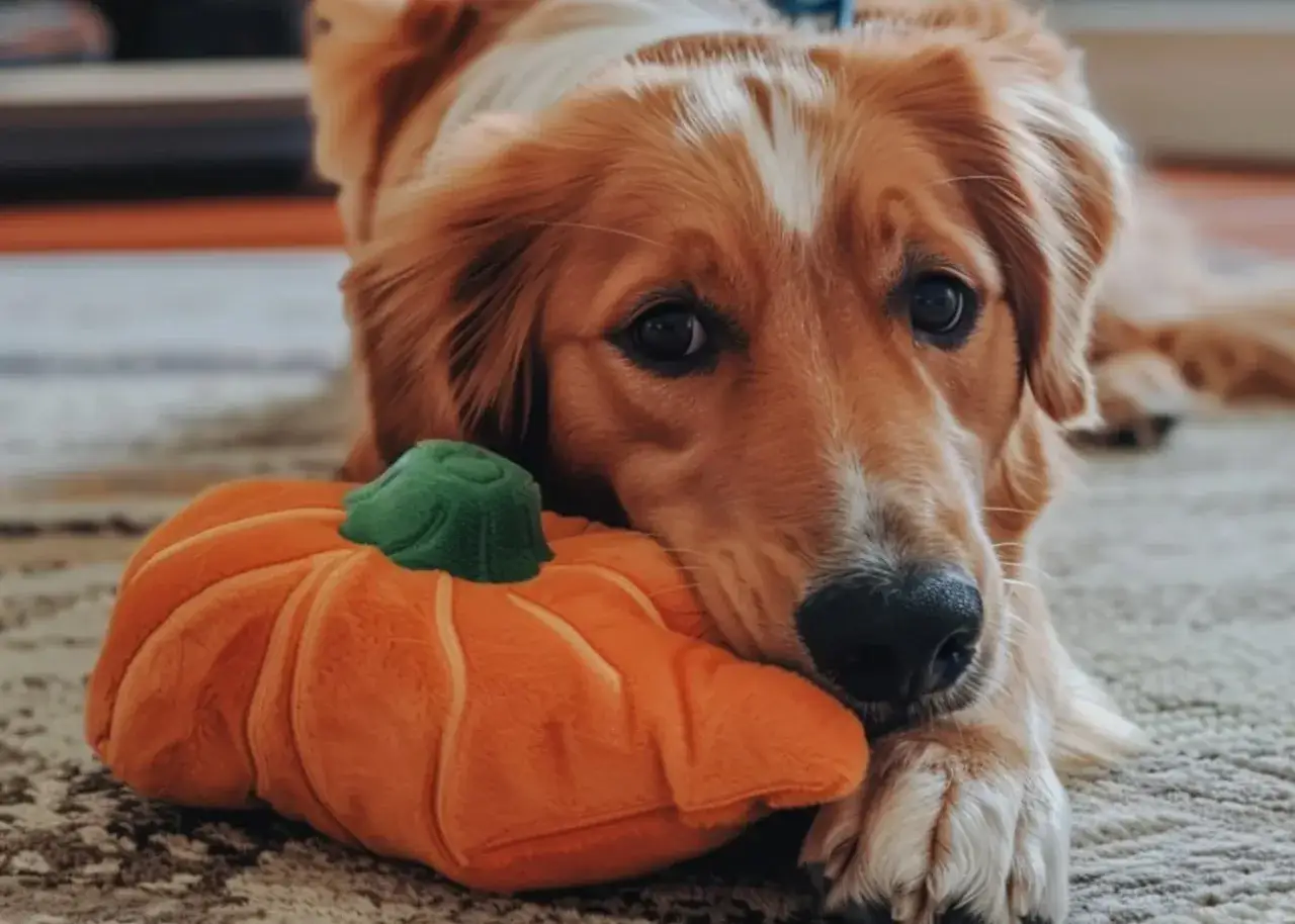 Złoty retriever leży obok pluszowej dyni, marząc o zdrowych pestkach dyni dla psa.