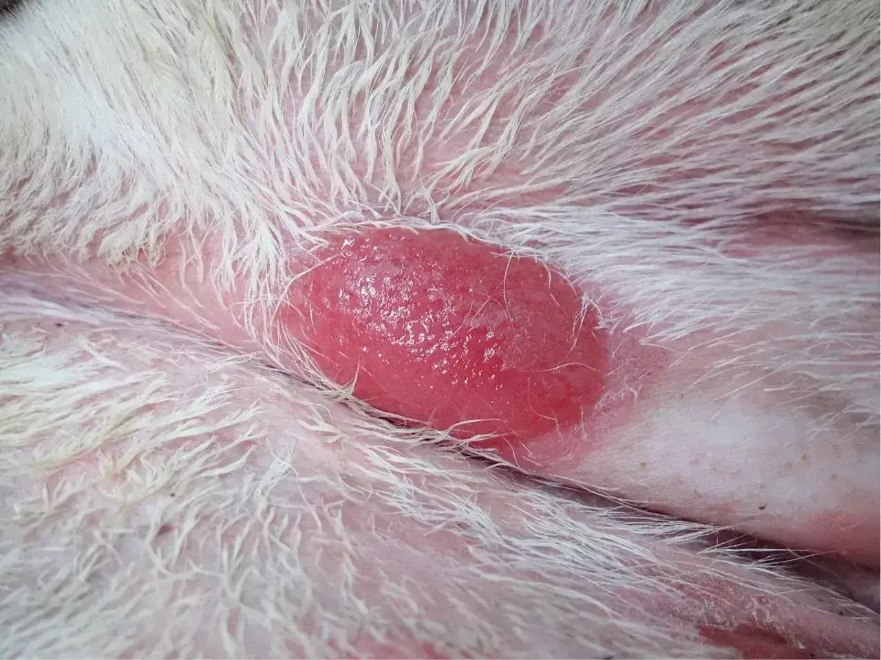 Czerwona, błyszcząca zmiana skórna u psa, przypominająca histiocytoma. Widoczne białe futro i różowa skóra.