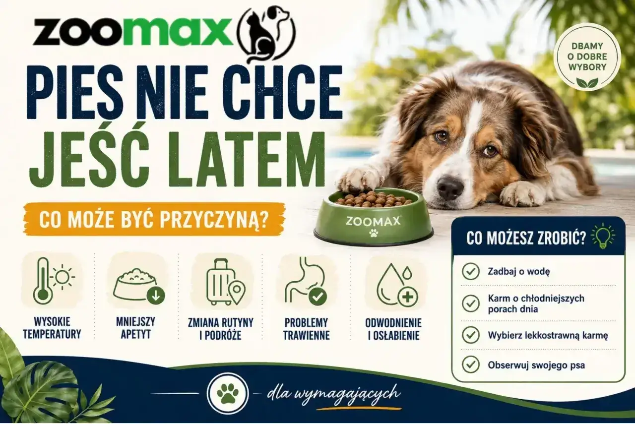 Pies nie chce jeść latem? Wysokie temperatury, mniejszy apetyt, problemy trawienne to przyczyny. Zadbaj o wodę i lekkostrawną karmę.
