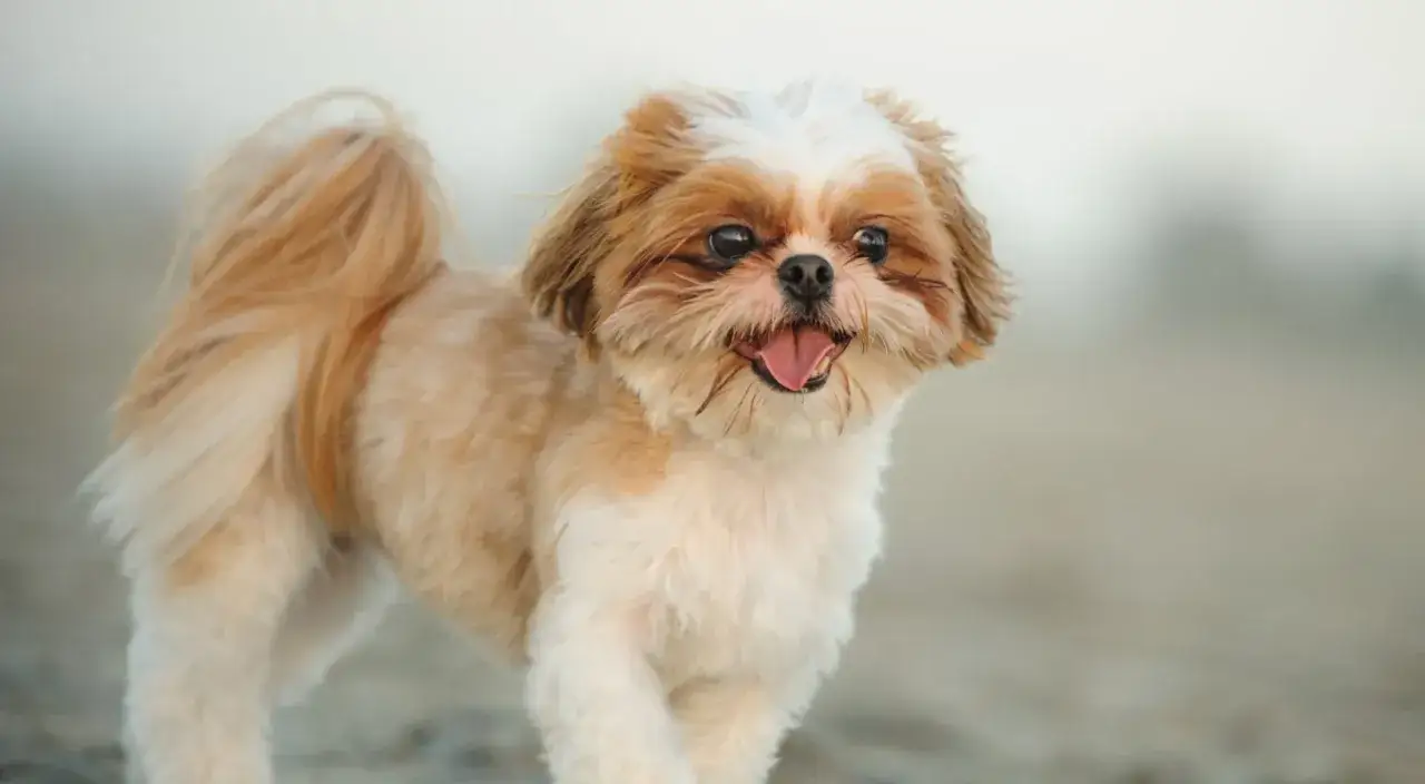 Czy shih tzu ma włosy? Tak, ten uroczy piesek ma długie, puszyste włosy, które dodają mu uroku.