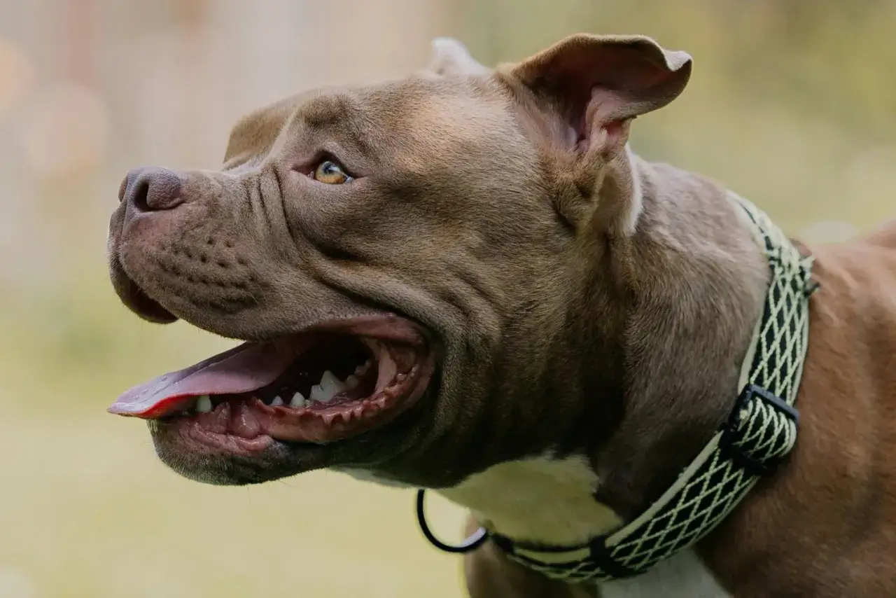 Brązowy pies rasy pitbull dyszy, pokazując język i zęby. Prawdopodobnie po wysiłku, dlatego pies dyszy.