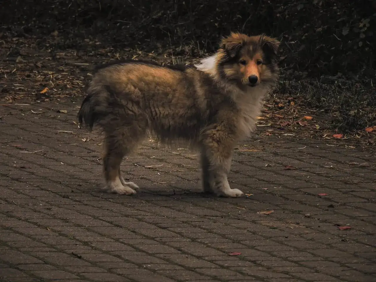 Pies rasy collie, z sierścią w odcieniach brązu i złota, stoi na chodniku. Wygląda na lekko zaniepokojonego, jakby czuł bulgotanie w brzuchu i wodnistą biegunkę.