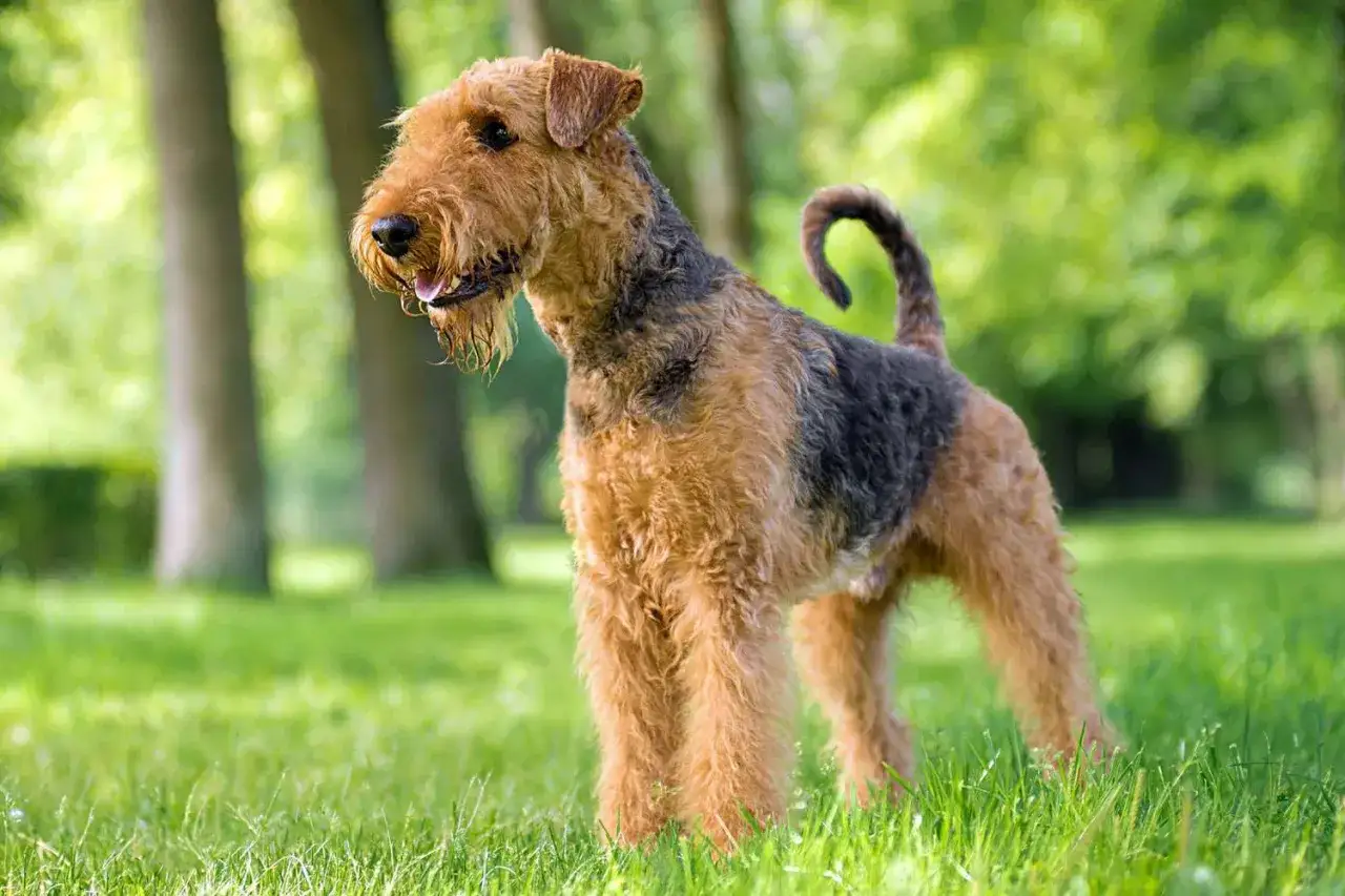 Airedale terrier, jeden z największych psów z grupy terierów, z charakterystycznym, szorstkim włosem, stoi na zielonej trawie w parku.