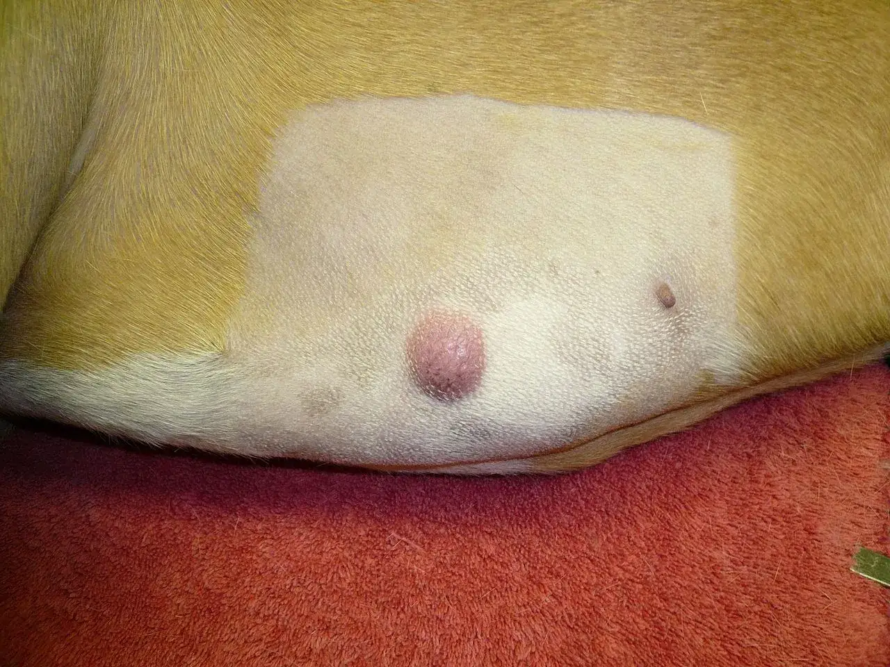 Widoczny mastocytoma u psa &ndash; r&oacute;żowa, guzkowata zmiana sk&oacute;rna na brzuchu.