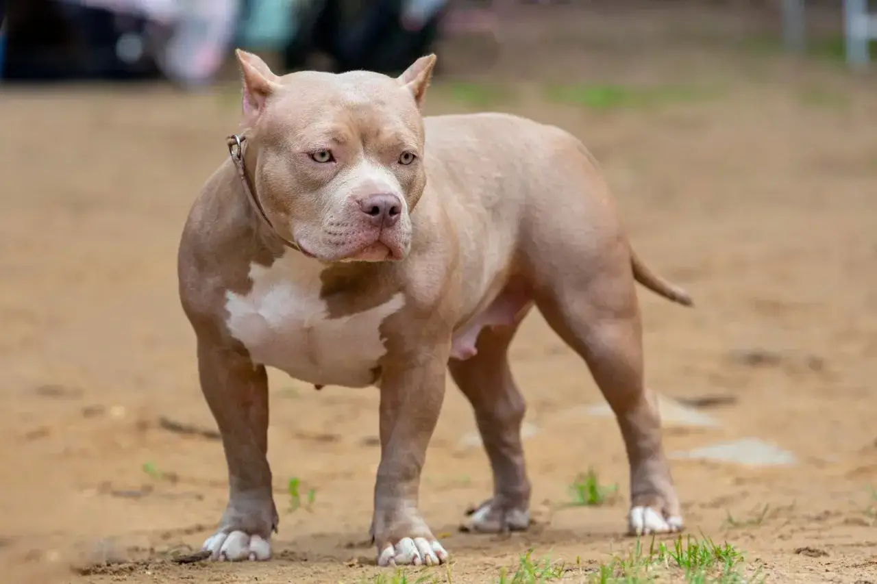 Potężny american bully XXL o beżowym umaszczeniu i białych znaczeniach, stoi na piaszczystym podłożu.
