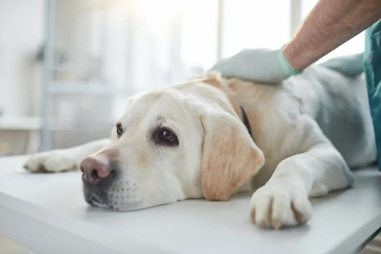 Weterynarz bada labradora, który leży na stole. Pies wygląda na chorego, być może z powodu szybko rosnących guzów u psa.