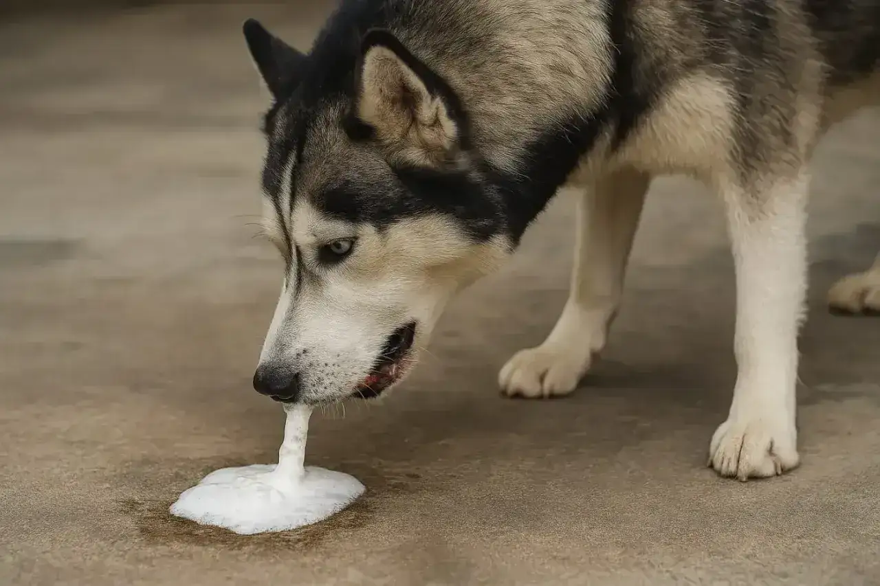 Husky pies wymiotuje pianą na ziemi.