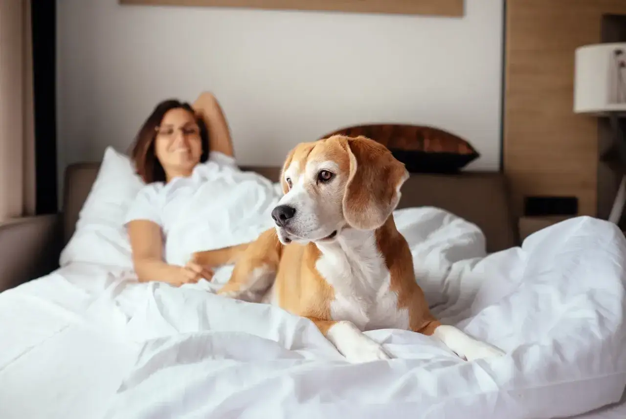 Beagle leży na łóżku obok uśmiechniętej kobiety. To dowód, dlaczego pies śpi przy głowie – dla poczucia bezpieczeństwa i bliskości.
