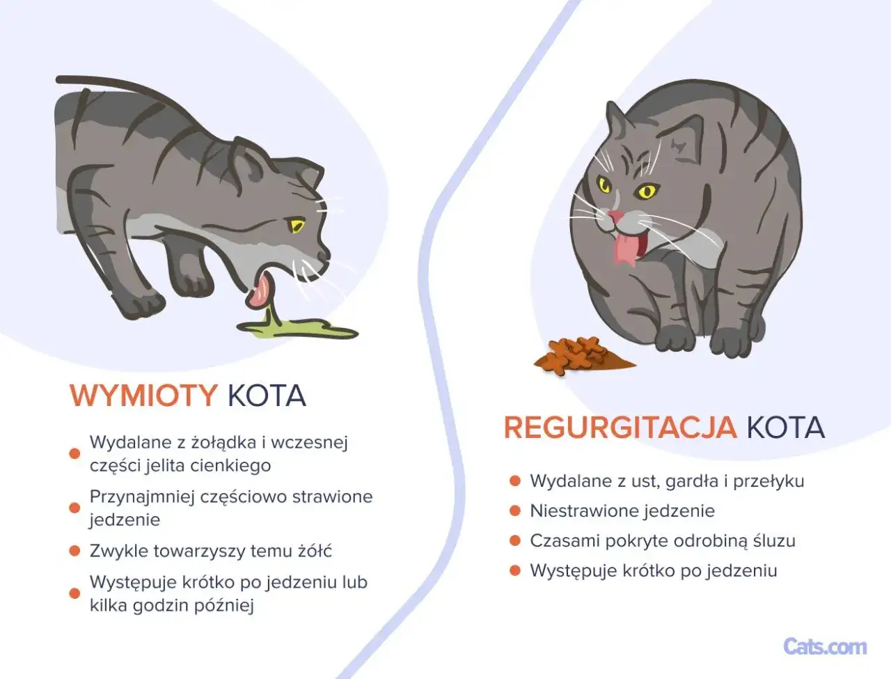 Ilustracja pokazuje kota, który wymiotuje krwią, oraz drugiego kota, który zwraca niestrawione jedzenie.