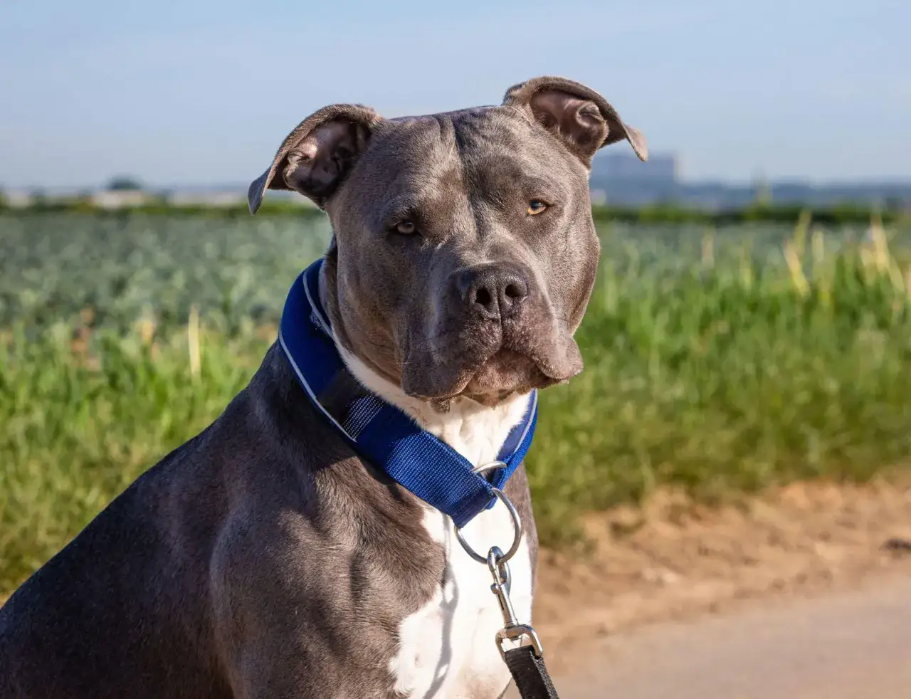 Silny american bully standard w niebieskiej obroży z smyczą, siedzi na tle zielonego pola.