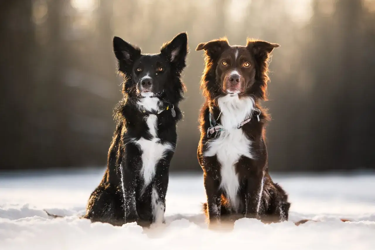 Dwa urocze psy rasy border collie, czarny i brązowy, siedzą w śniegu. Ich sierść jest lekko przypr&oacute;szona śniegiem, a oczy błyszczą w słońcu.