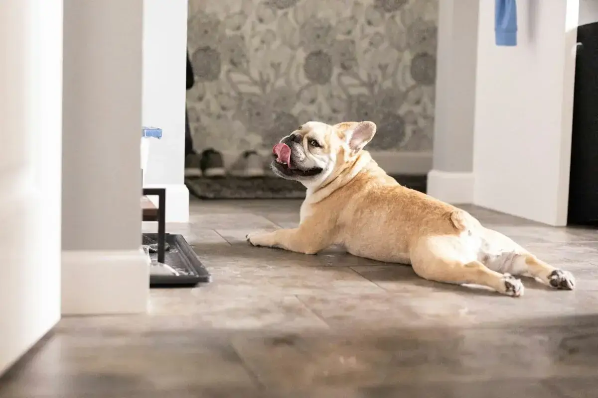 Uroczy buldog francuski leży na podłodze, oblizując pyszczek. Zastanawiam się, ile żyje buldog francuski, bo ten wygląda na szczęśliwego i zdrowego.