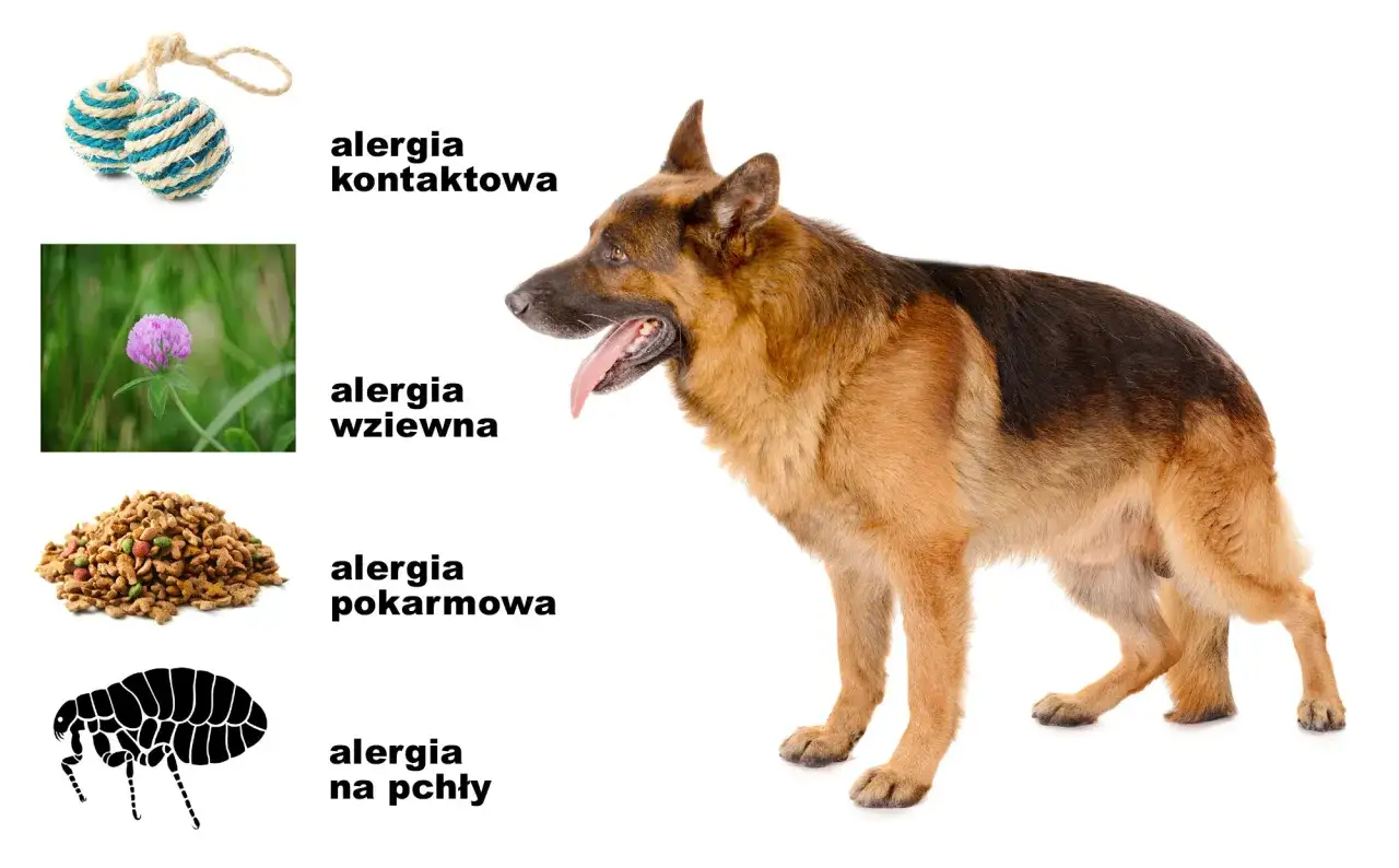 Owczarek niemiecki z językiem na wierzchu, obok przykłady przyczyn świądu u psa: alergia kontaktowa, wziewna, pokarmowa i na pchły.