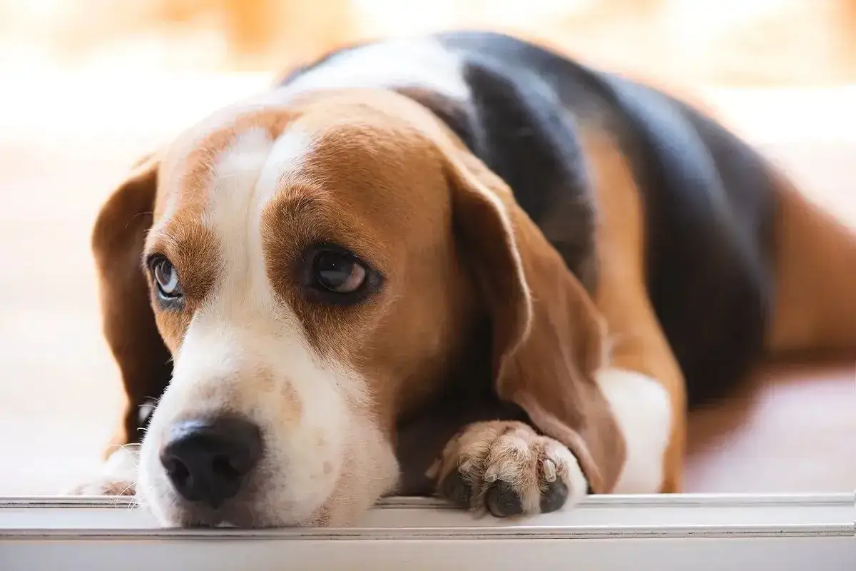 Smutny beagle leży, myśląc o tym, jak jego lipaza u psa może wpływać na trawienie.