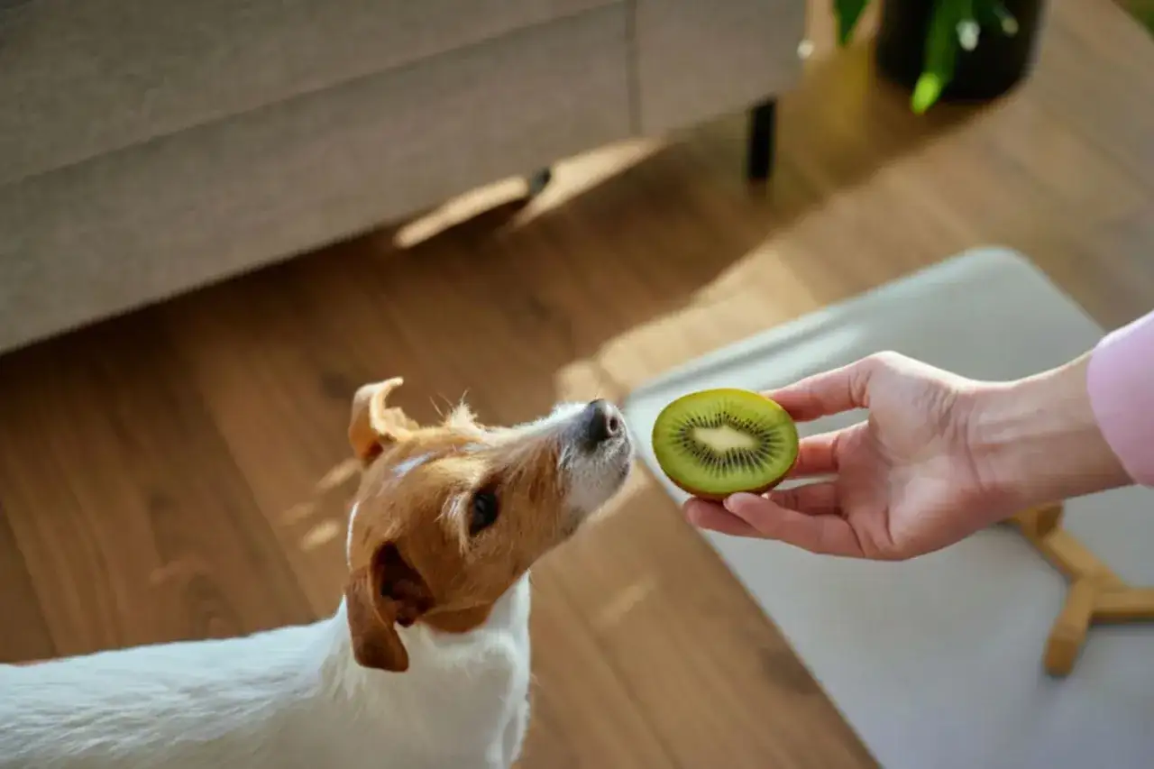 Czy pies może kiwi? Jack Russell terier z zaciekawieniem wącha połówkę kiwi podaną mu przez rękę.