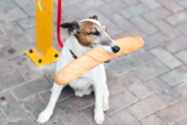 Piesek z bagietką w pysku. Czy pies może jeść chleb? Ten psiak chyba bardzo chce się przekonać!